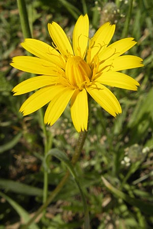 Hyoseris radiata \ Schweinssalat, Korsika Aregno Marina 24.5.2010