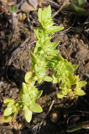 Illecebrum verticillatum \ Knorpelkraut, Quirlige Knorpelblume / Coral Necklace, Korsika/Corsica Porto 28.5.2010