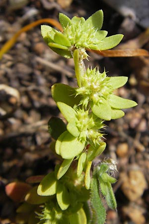 Illecebrum verticillatum \ Knorpelkraut, Quirlige Knorpelblume / Coral Necklace, Korsika/Corsica Porto 28.5.2010