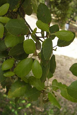 Quercus suber \ Kork-Eiche / Cork Oak, Korsika/Corsica Sartene 31.5.2010