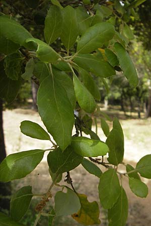 Quercus suber \ Kork-Eiche / Cork Oak, Korsika/Corsica Sartene 31.5.2010