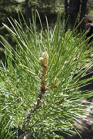 Pinus nigra subsp. laricio \ Laricio-Kiefer, Korsische Schwarz-Kiefer / Corsian Pine, Korsika/Corsica Monte Cinto 25.5.2010