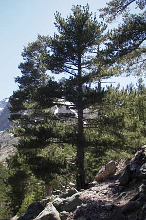 Pinus nigra subsp. laricio \ Laricio-Kiefer, Korsische Schwarz-Kiefer / Corsian Pine, Korsika/Corsica Monte Cinto 25.5.2010