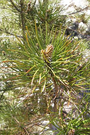 Pinus nigra subsp. laricio \ Laricio-Kiefer, Korsische Schwarz-Kiefer / Corsian Pine, Korsika/Corsica Monte Cinto 25.5.2010
