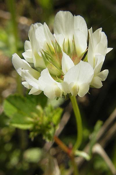 Trifolium nigrescens \ Schwarzwerdender Klee / Small White Clover, Ball Clover, Korsika/Corsica L'Ile-Rousse 24.5.2010