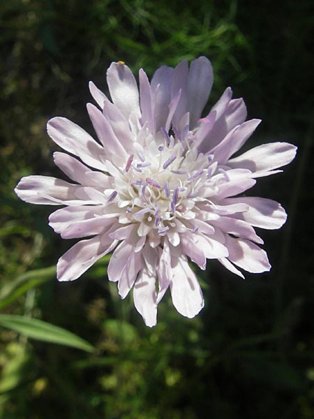 Knautia integrifolia \ Einj&auml;hrige Witwenblume / Whole-Leaved Scabious, Korsika/Corsica Porto 28.5.2010