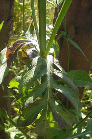 Knautia integrifolia \ Einj&auml;hrige Witwenblume / Whole-Leaved Scabious, Korsika/Corsica Porto 28.5.2010