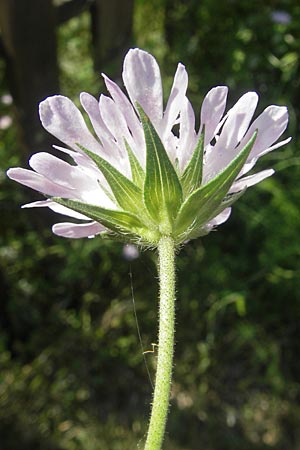 Knautia integrifolia \ Einj&auml;hrige Witwenblume / Whole-Leaved Scabious, Korsika/Corsica Porto 28.5.2010