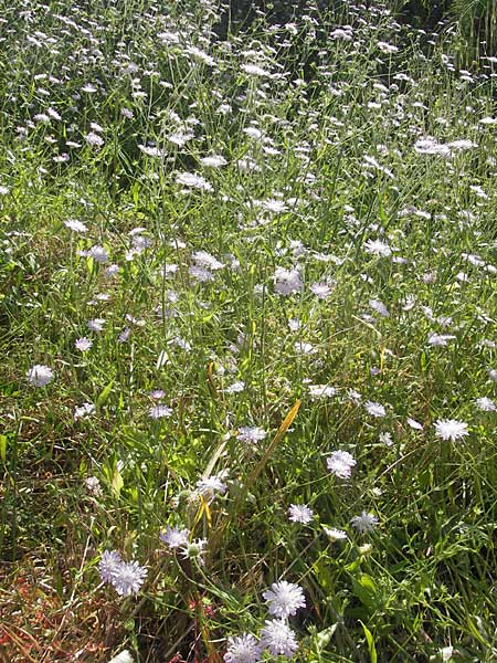 Knautia integrifolia \ Einj&auml;hrige Witwenblume / Whole-Leaved Scabious, Korsika/Corsica Porto 28.5.2010