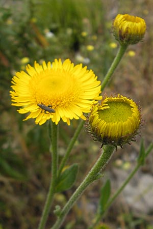 Pulicaria odora \ Wohlriechendes Flohkraut / Mediterranean Fleabane, Korsika/Corsica Porto 28.5.2010