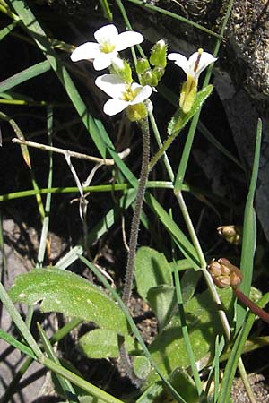 Arabis alpina subsp. alpina \ Alpen-Gnsekresse / Alpine Rock-Cress, Korsika/Corsica Monte Cinto 25.5.2010