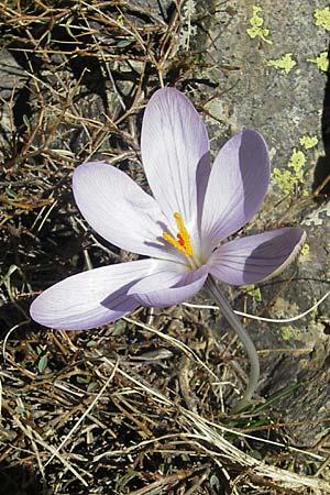 Crocus corsicus \ Korsischer Krokus / Corsican Crocus, Korsika/Corsica Monte Cinto 25.5.2010