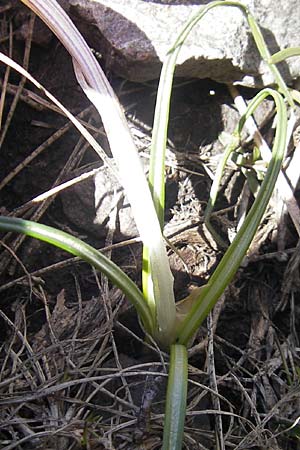 Crocus corsicus \ Korsischer Krokus / Corsican Crocus, Korsika/Corsica Monte Cinto 25.5.2010