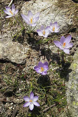 Crocus corsicus \ Korsischer Krokus / Corsican Crocus, Korsika/Corsica Restonica 26.5.2010