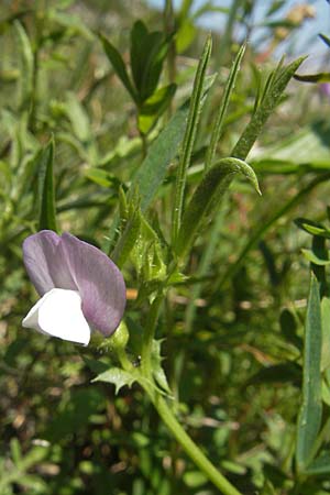 Vicia bithynica \ Bithynische Wicke / Bithynian Vetch, Korsika/Corsica Col de Teghime 23.5.2010