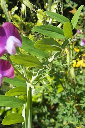 Lathyrus clymenum \ Purpur-Platterbse, Korsika Saint-Florent 23.5.2010