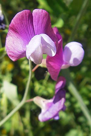 Lathyrus clymenum \ Purpur-Platterbse, Korsika Saint-Florent 23.5.2010