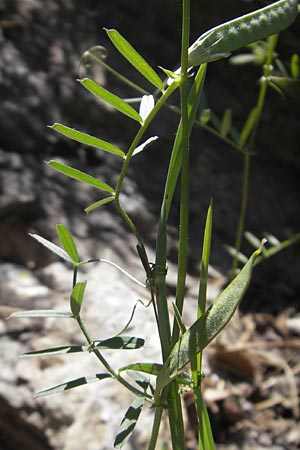 Vicia angustifolia \ Schmalblttrige Futter-Wicke / Narrow-Leaved Vetch, Korsika/Corsica Asco 25.5.2010