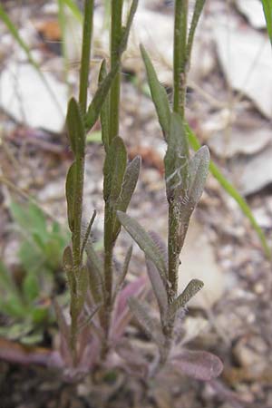 Jasione laevis \ Ausdauerndes Sandglckchen / Sheep's Bit, Korsika/Corsica Sartene 31.5.2010