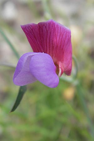 Lathyrus articulatus \ Glieder-Platterbse, Korsika Porto 28.5.2010