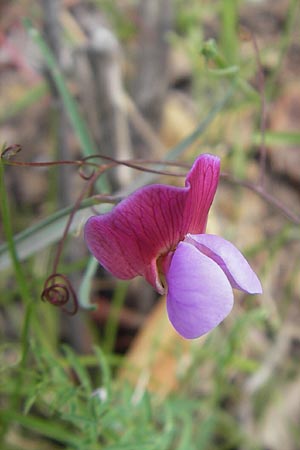 Lathyrus articulatus \ Glieder-Platterbse, Korsika Porto 28.5.2010
