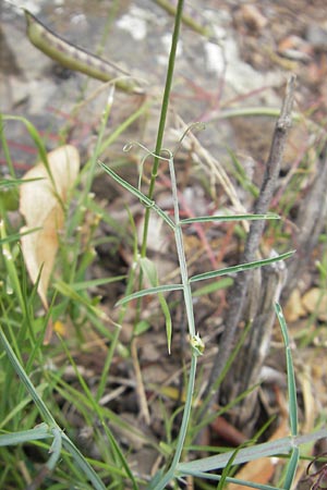 Lathyrus articulatus \ Glieder-Platterbse, Korsika Porto 28.5.2010