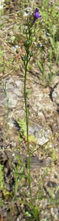 Linaria pelisseriana \ Schlundh�ckriges Leinkraut / Jersey Toadflax, Korsika/Corsica Scala di Santa Regina 27.5.2010