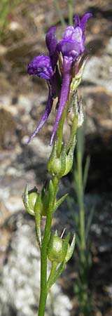 Linaria pelisseriana \ Schlundh�ckriges Leinkraut / Jersey Toadflax, Korsika/Corsica Scala di Santa Regina 27.5.2010