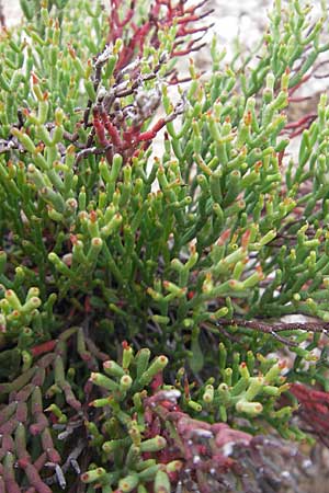 Limonium articulatum agg. \ Gegliederter Strandflieder / Bonifacio Sea Lavender, Korsika/Corsica Tizzano 31.5.2010