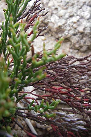 Limonium articulatum agg. \ Gegliederter Strandflieder / Bonifacio Sea Lavender, Korsika/Corsica Tizzano 31.5.2010