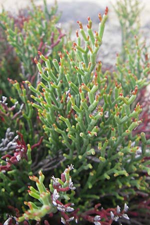 Limonium articulatum agg. \ Gegliederter Strandflieder / Bonifacio Sea Lavender, Korsika/Corsica Tizzano 31.5.2010
