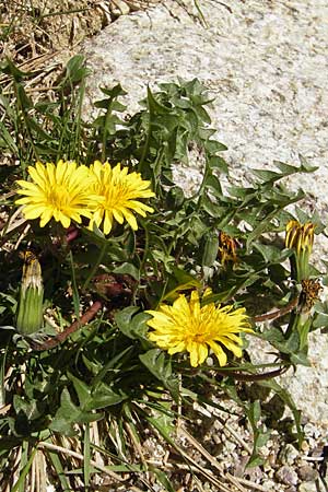 Taraxacum parnassicum \ Schlesischer Lwenzahn, Korsika Restonica 26.5.2010