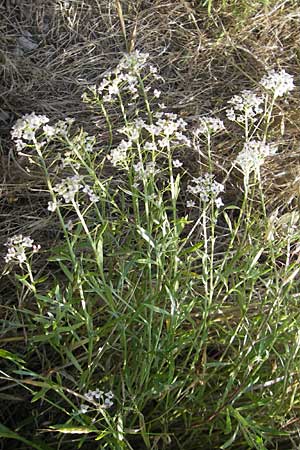 Lobularia maritima \ Strandkresse, Weies Steinkraut / Sweet Alison, Korsika/Corsica Murato 3.6.2010