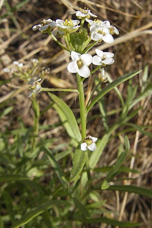 Lobularia maritima \ Strandkresse, Weies Steinkraut / Sweet Alison, Korsika/Corsica Murato 3.6.2010