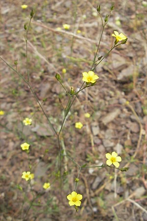 Linum trigynum \ Dreigriffeliger Lein / Southern Flax, Korsika/Corsica Porto 28.5.2010