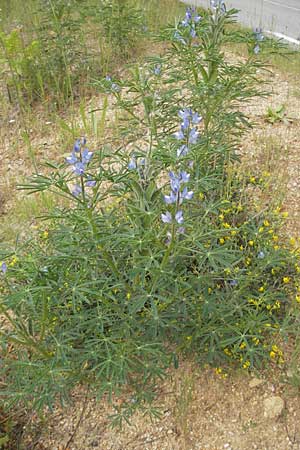 Lupinus angustifolius \ Schmalblttrige Lupine / Narrow-Leaved Lupin, Korsika/Corsica Zonza 2.6.2010