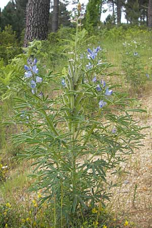 Lupinus angustifolius \ Schmalblttrige Lupine / Narrow-Leaved Lupin, Korsika/Corsica Zonza 2.6.2010