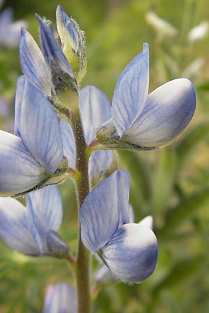 Lupinus angustifolius \ Schmalblttrige Lupine / Narrow-Leaved Lupin, Korsika/Corsica Zonza 2.6.2010