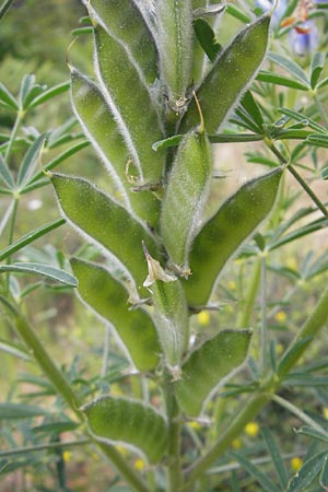 Lupinus angustifolius \ Schmalblttrige Lupine / Narrow-Leaved Lupin, Korsika/Corsica Zonza 2.6.2010