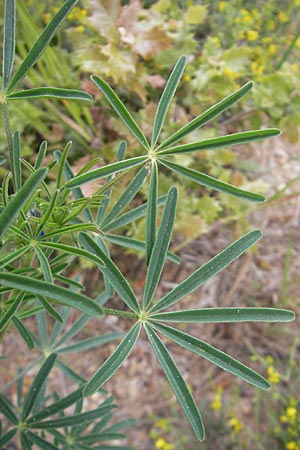 Lupinus angustifolius \ Schmalblttrige Lupine / Narrow-Leaved Lupin, Korsika/Corsica Zonza 2.6.2010