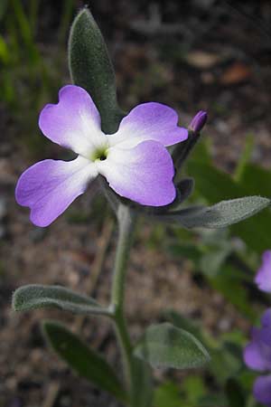 Matthiola tricuspidata \ Dreih&ouml;rnige Levkoje / Three-Horned Stock, Korsika/Corsica Tizzano 31.5.2010