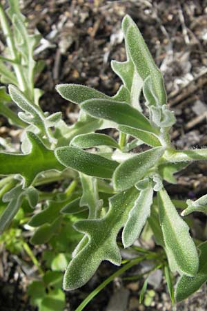 Matthiola tricuspidata \ Dreih&ouml;rnige Levkoje / Three-Horned Stock, Korsika/Corsica Tizzano 31.5.2010