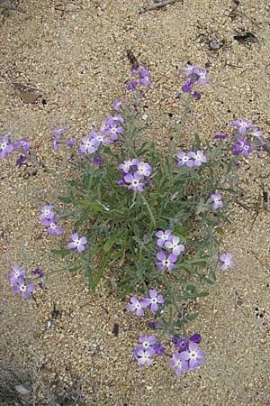 Matthiola tricuspidata \ Dreih&ouml;rnige Levkoje / Three-Horned Stock, Korsika/Corsica Tizzano 31.5.2010