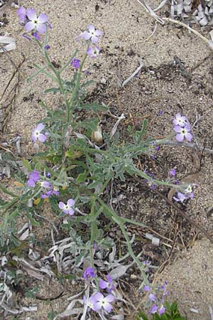 Matthiola tricuspidata \ Dreih&ouml;rnige Levkoje / Three-Horned Stock, Korsika/Corsica Tizzano 31.5.2010