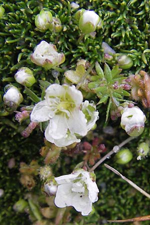 Sabulina glaucina ? \ H&uuml;gel-Fr&uuml;hlings-Miere / Hill Spring Sandwort, Korsika/Corsica Col de Bavella 2.6.2010