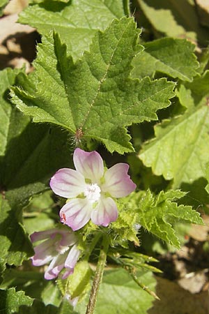 Malva parviflora \ Kleinbl�tige Malve / Small Mallow, Korsika/Corsica Aregno Marina 24.5.2010