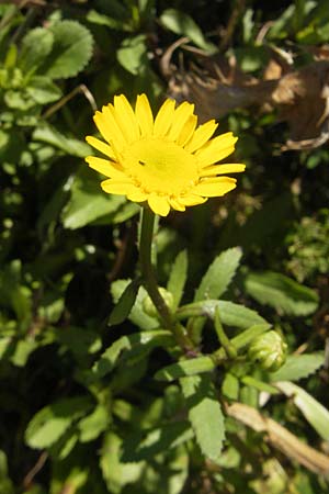 Coleostephus myconis \ Kranz-Wucherblume / Yellow Daisy, Korsika/Corsica L'Ile-Rousse 24.5.2010