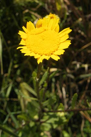 Coleostephus myconis \ Kranz-Wucherblume / Yellow Daisy, Korsika/Corsica L'Ile-Rousse 24.5.2010