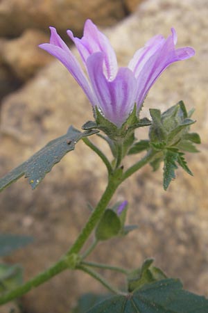 Malva multiflora \ Kretische Strauchpappel / Small Tree Mallow, Cretan Hollyhock, Korsika/Corsica Speloncato 24.5.2010