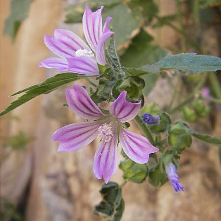 Malva multiflora \ Kretische Strauchpappel / Small Tree Mallow, Cretan Hollyhock, Korsika/Corsica Speloncato 24.5.2010